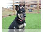 German Shepherd Dog Mix DOG FOR ADOPTION RGADN-1240302 - Olivia - German