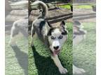Mix DOG FOR ADOPTION RGADN-1240304 - Clover - Husky (long coat) Dog For