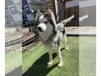 Mix DOG FOR ADOPTION RGADN-1240305 - Lilly - Husky (long coat) Dog For