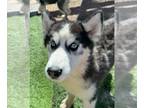Mix DOG FOR ADOPTION RGADN-1240307 - Lavender - Husky (medium coat) Dog For