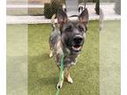 German Shepherd Dog DOG FOR ADOPTION RGADN-1240309 - DONNER - German Shepherd