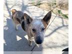 Australian Cattle Dog Mix DOG FOR ADOPTION RGADN-1240317 - OLLIE - Queensland