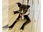 Labrador Retriever-Whippet Mix DOG FOR ADOPTION RGADN-1240324 - Luffy - Whippet