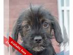 Cocker Spaniel-Dachshund Mix DOG FOR ADOPTION RGADN-1240336 - Lady - Dachshund /