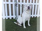 American Staffordshire Terrier Mix DOG FOR ADOPTION RGADN-1240343 - *JETT -