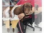 Dachshund-Labrador Retriever Mix DOG FOR ADOPTION RGADN-1240360 - VIOLET -