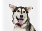 Alaskan Malamute Mix DOG FOR ADOPTION RGADN-1240368 - ROBERTO - Alaskan Malamute