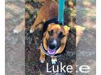 Black Mouth Cur Mix DOG FOR ADOPTION RGADN-1240377 - Luke - Black Mouth Cur /