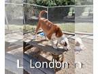 Bull Terrier-Labrador Retriever Mix DOG FOR ADOPTION RGADN-1240380 - London -