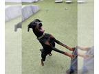 Doberman Pinscher DOG FOR ADOPTION RGADN-1240383 - ROCKO - Doberman Pinscher