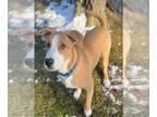 Labrador Retriever Mix DOG FOR ADOPTION RGADN-1240384 - COREY - Labrador
