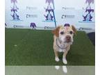 Schweenie DOG FOR ADOPTION RGADN-1240388 - PANCHO - Dachshund / Shih Tzu / Mixed