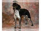German Shorthaired Pointer DOG FOR ADOPTION RGADN-1240391 - CHILI - German