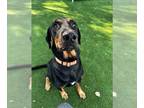 Rottweiler Mix DOG FOR ADOPTION RGADN-1240408 - SHERMAN - Hound / Rottweiler /