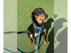 Black and Tan Coonhound-Doberman Pinscher Mix DOG FOR ADOPTION RGADN-1240410 -