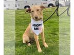 Labrador Retriever-Mountain Cur Mix DOG FOR ADOPTION RGADN-1240416 - Stella -