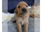 Golden Retriever DOG FOR ADOPTION RGADN-1240420 - *Coquis Puppies - Sabrina -