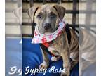 American Staffordshire Terrier DOG FOR ADOPTION RGADN-1240428 - Gypsy Rose -