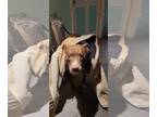 American Staffordshire Terrier Mix DOG FOR ADOPTION RGADN-1240431 - ZEKE