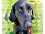 Labrador Retriever Mix DOG FOR ADOPTION RGADN-1240438 - Pepper - Labrador