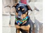 Doberman Pinscher DOG FOR ADOPTION RGADN-1240486 - Raj - Doberman Pinscher /