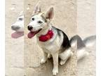 Mix DOG FOR ADOPTION RGADN-1240490 - Gigi - Husky (medium coat) Dog For