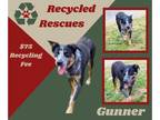 Australian Cattle Dog Mix DOG FOR ADOPTION RGADN-1240491 - Gunner (Recycle) -