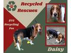 Basset Hound DOG FOR ADOPTION RGADN-1240492 - Daisy (Recyle) - Basset Hound