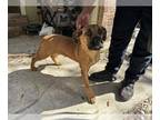Boxer DOG FOR ADOPTION RGADN-1240499 - A618857 - Boxer (short coat) Dog For