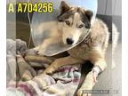 Mix DOG FOR ADOPTION RGADN-1240506 - FREY - Husky (medium coat) Dog For