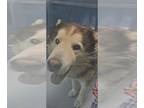 Huskies Mix DOG FOR ADOPTION RGADN-1240515 - *SWEET BEAR - Husky / Mixed (medium