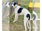 Greyhound Mix DOG FOR ADOPTION RGADN-1240538 - JAY - Greyhound / Mixed (medium