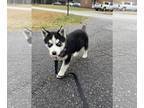 Mix DOG FOR ADOPTION RGADN-1240547 - Carlos - Husky Dog For Adoption