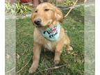 Golden Retriever DOG FOR ADOPTION RGADN-1240550 - Reeba - Golden Retriever Dog