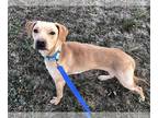 Labrador Retriever Mix DOG FOR ADOPTION RGADN-1240553 - Sadie - Labrador