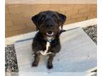 Labrador Retriever Mix DOG FOR ADOPTION RGADN-1240556 - RIDDLE - Labrador