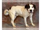 American Staffordshire Terrier Mix DOG FOR ADOPTION RGADN-1240561 - KRISTOF -