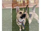 German Shepherd Dog-Pembroke Welsh Corgi Mix DOG FOR ADOPTION RGADN-1240566 -