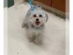 Poodle (Miniature) Mix DOG FOR ADOPTION RGADN-1240574 - DEXTER - Yorkshire