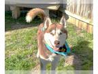 Mix DOG FOR ADOPTION RGADN-1240576 - BLU - Husky (medium coat) Dog For