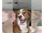 Australian Shepherd-Spaniel Mix DOG FOR ADOPTION RGADN-1240595 - HAPPY - Spaniel