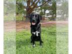 German Shepherd Dog-Saint Bernard Mix DOG FOR ADOPTION RGADN-1240609 - Skyla--In