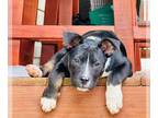 Labrador Retriever Mix DOG FOR ADOPTION RGADN-1240612 - TK - Labrador Retriever