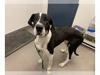 Great Dane DOG FOR ADOPTION RGADN-1240634 - CASPIAN - Great Dane (medium coat)