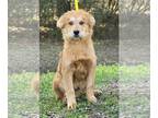 Pembroke Welsh Corgi Mix DOG FOR ADOPTION RGADN-1240646 - 240072 Eric - Shepherd