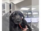 German Wirehaired Pointer Mix DOG FOR ADOPTION RGADN-1240677 - A169007 - German