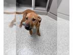 Carolina Dog Mix DOG FOR ADOPTION RGADN-1240678 - COREY - Carolina Dog / Mixed