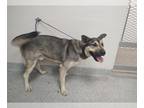 German Shorthaired Pointer-Siberian Husky Mix DOG FOR ADOPTION RGADN-1240681 -