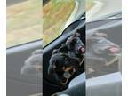 Australian Kelpie Mix DOG FOR ADOPTION RGADN-1240684 - BLUEY - Australian Kelpie