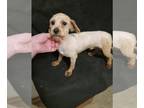 Cavalier King Charles Spaniel-Poodle (Toy) Mix DOG FOR ADOPTION RGADN-1240689 -